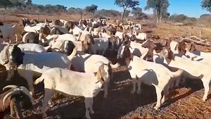 Boer goats on auction. Goats are from Limpopo, hartwater area. CdP Ope Veiling CdP Open Auction 🗓️24 Jul 2024. 🕚11:00. 📍Willem Prinsloo Museum, Rayton. https://maps.app.goo.gl/j8LgcxyHdAUohmR18?g_st=ic ➖Losgoed ➖Poultry ➖Livestock 🔘Entries welcome. 🚚Transport available. Contact us for a quote. ☎️ CDP Auctioneering Services contacts: ➖Office: 078 776 7231 ➖Corné Du Plessis: Auctioneer. 076 101 9996 ➖Denise Kloppers: General 082 679 4137 ➖Marlise Kloppers: Online. 065 716 4689 010 745 0649 07