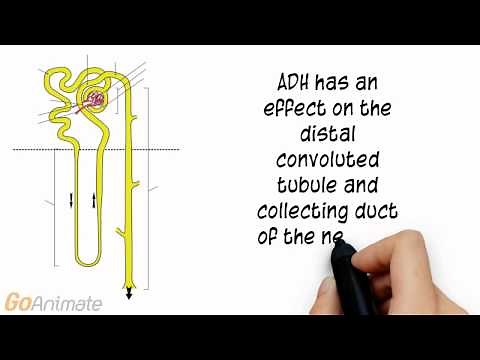 Anatomy and Physiology: Endocrine System: Antidiurectic Hormone (ADH) V2.0