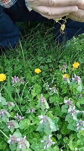 46K views · 696 reactions | Mrtva kopriva (Lamium purpureum. L) djeluje protuupalno, antibakterijski i antigljivično | Za svaku bolest trava raste Mrphsci Sejfudin Tokić | Facebook