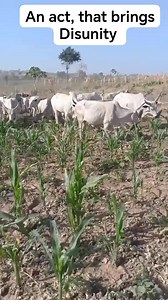 52K views · 246 reactions | Act that bring Disunity | Mathew Onen | Facebook