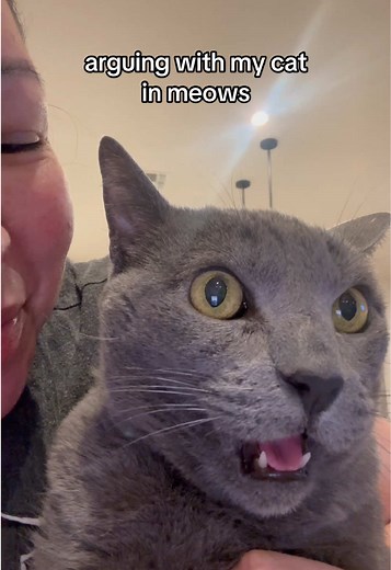 Arguing With My Cat: Understanding Cat 'Meows' and Reactions