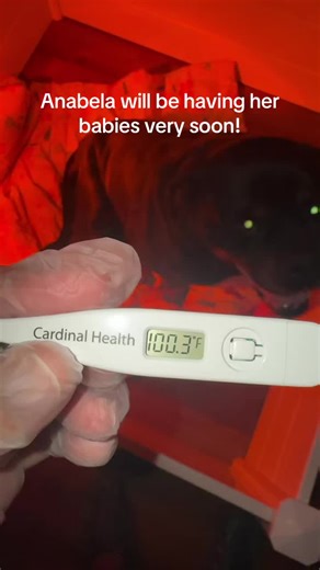 Puppy Countdown: Breeder's Guide to Labor Signs
