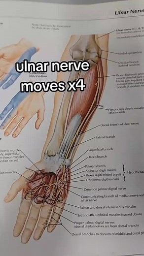 50K views · 1.2K reactions |  Not only are these variations of all our nerve entrapment type moves, they are also general arm, shoulder, elbow, wrist stretches that may feel good as break time stretches during your day. See your doctor for specific guidance as this is a demonstration for movements that feel good for me. But that doesn't mean they do for you every case is different. #ulnarnerve #ulnarnerveentrapment #chiropractor | Bannockburn Chiropractic & Physical Therapy | Facebook