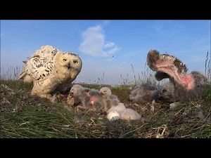 Snowy owlet food: size matter