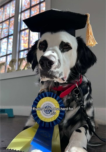 Ryder the Dalmatian Passes CGC Test: Proud Moments