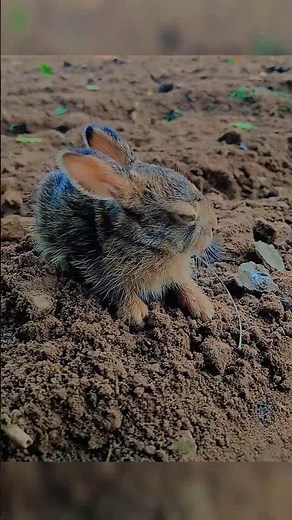 🐰 rabbit #rabbit #rabbitrescue #baby #animal lover#naturelovers #song #music #entertainment #love