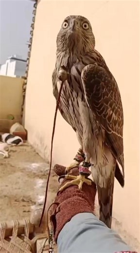 #falconry #Goshawk #Pakistan | Pakistan Falconry Association
