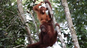 Orangutan vocabularies ‘shaped by social mingling, like in humans’