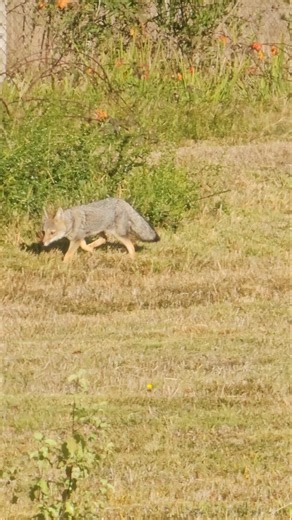 🦊 A wild fox appeared in the south of Chile 🇨🇱