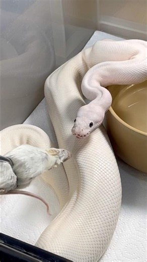 OROCHIMARU | Super Fire Royal / Ball Python | #strike #short 🐍🎬 (30.12.25)
