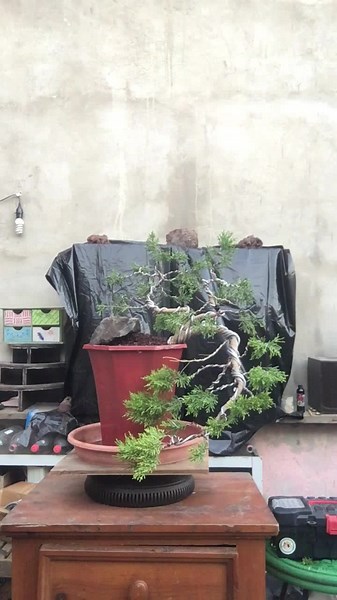 Kengai (estilo cascada) “Cupressus macrocarpa goldcrest” 🌲 #prebonsai #cascadebonsai #bonsaicascade #bonsaicascada #kengai #bonsai #bonsaikengai #cupressusmacrocarpa #cupressusmacrocarpagoldcrest #pinolimon