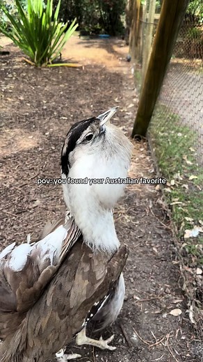 Discover Australia’s Best Bird: The Australian Bustard