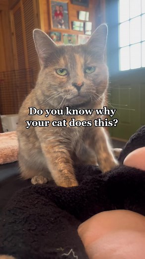 Does your cat make biscuits at home?🖤 #biscuitmaking #catkneading #catfacts