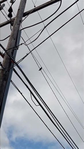 More Birds Chilling On Electrical Wires 1