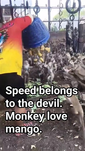Fast is the devil. Monkeys compete for mangoes. Lopburi's Monkeys Apr 17' 26