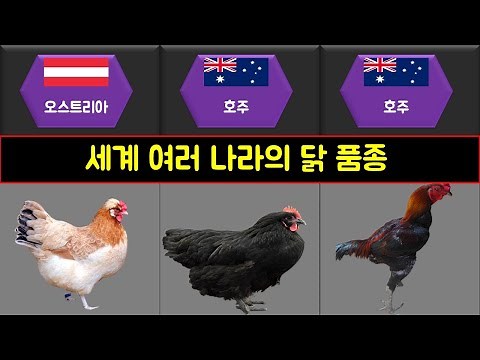 세계 여러 나라의 닭 품종