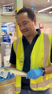 10K views · 159 reactions | Let's dive into Murray Cod! Not only is this iconic Australian fish highly versatile, but it's also readily available right now - making it the perfect Easter centrepiece. | Sydney Fish Market | Facebook