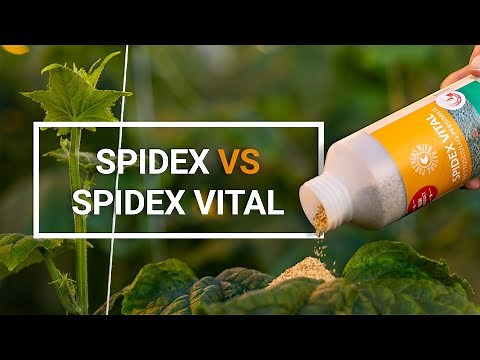 Spidex vs Spidex Vital | new composition of Phytoseiulus persimilis | spider mite control