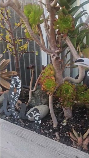 Spring Flowers Made Easy! Garden Secrets & Quick Tips for Success....