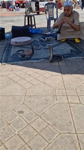 Cobra snake dancing on music #snake #shorts #funny