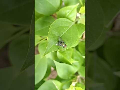 Macro Insects on Green Leaves Ep.3 | 4K Close-Up