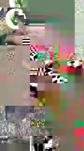 Say goodbye to ear infections! Introducing Clear Ear - the ultimate ear care solution for your furry friend. 👂🐾 Prevent infections, eliminate odors, and keep ear mites at bay. A must-have for every pet parent! 🐶✨ #ClearEar #PetCare #HealthyEars #FurBallStory | Fur Ball Storyᵀᴹ