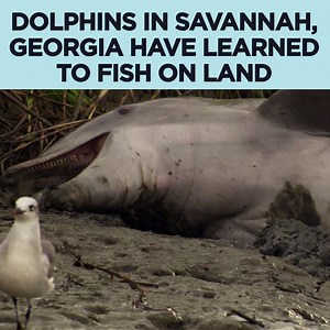 2.2M views · 6.5K reactions | That's not something you see every day! | Discovery | Facebook