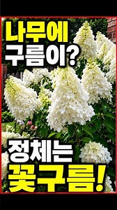 The flowers have burst open like clouds… The breathtaking scenery of a summer garden
