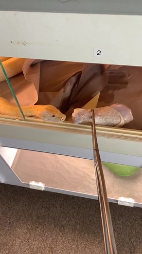 Burmese python vs. chicken leg #burms #burmesepython #albinoburm #bigsnakes #snake #pythons #foryoupage #fyp #snakebreeder #python