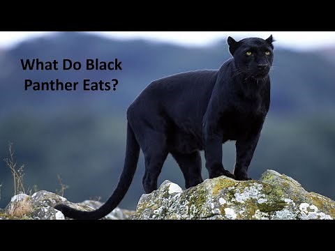 What Do Black Panthers Eat?
