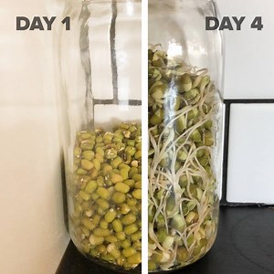 31M views · 48K reactions | Sprout anything with these handy tips  | Tasty | Facebook