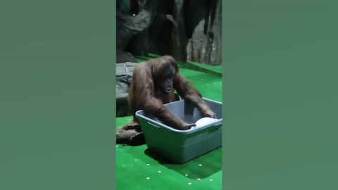 'Hardworking' orangutan family caught on camera doing laundry in zoo enclosure