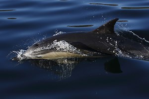 Facts, figures and videos - Whale & Dolphin Conservation USA