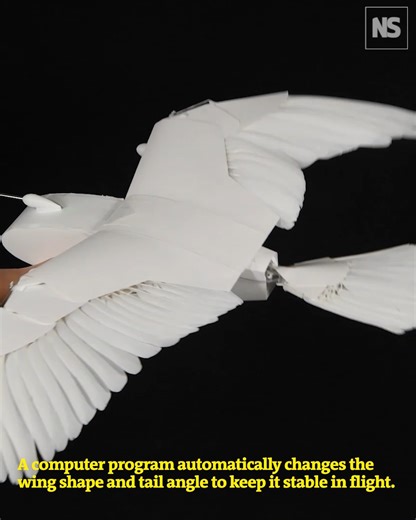 11K views · 115 reactions | Most aeroplanes use a vertical tail fin for stability, but birds get by without one. A robotic pigeon that flies like a real bird could show how to make planes more efficient. | New Scientist | Facebook