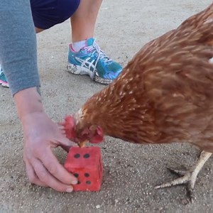 Did you know that chickens can count?! 🐥❤️ This International Respect for Chickens Day Little Miss Sunshine is demonstrating just that. Chickens have been shown to have numerical skills along with understanding of time perception and memory, as well as demonstrating self-control and even self-awareness. Chickens are also highly emotional animals, with distinctive personalities. Despite being devoid of facial expressions that would give we humans clues as to what they are experiencing, the emoti
