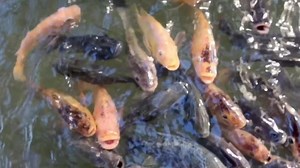 Carp in pond, colorful fish, aquatic.