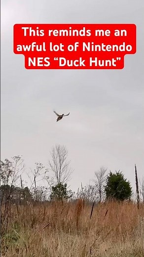 Pheasant hunting with a flushing pointing silver lab #workingdog #pheasanthunting #hunting