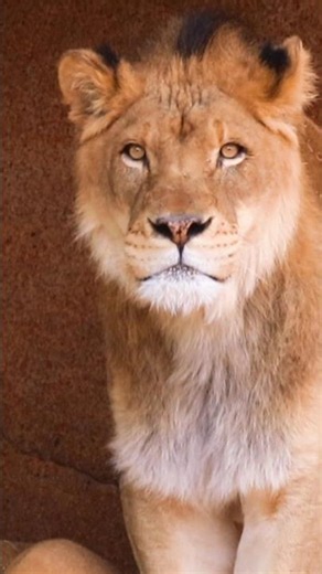 BROOKFIELD ZOO 🐾🔥 Wildlife Up Close in Chicago