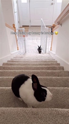 Why is my bunny running like this 😅