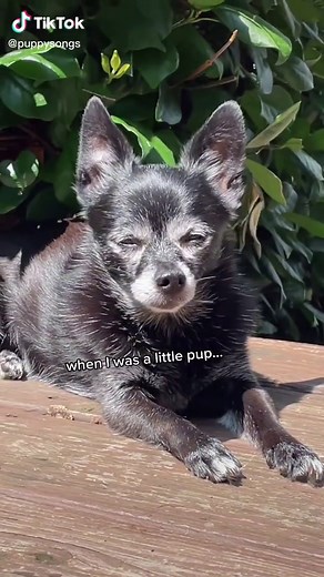 Memories of My Little Pup: A Heartwarming Song