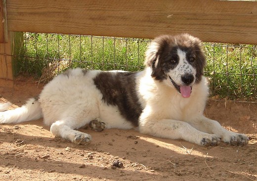 Karakachan (Bulgarian Shepherd) Info, Temperament, Puppies Pictures, Video