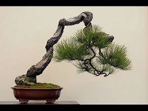 Coniferous Bonsai Trees