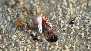 Atlantic sand fiddler crab, leptuca pugilator with one enlarged claw, feeding on micronutrients and create tiny balls of sand as the byproduct, forming small mounds around its burrow, close up shot.