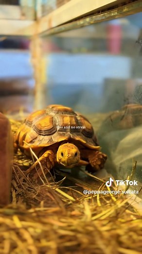 Creating the Perfect Sulcata Tortoise Enclosure