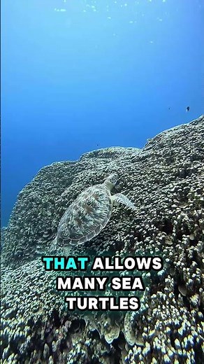 Mind-blowing facts about Sea turtles #funfacts