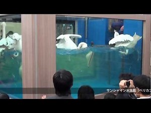 モモイロペリカンの水中での食事シーン。結構すごい感じ（サンシャイン水族館）