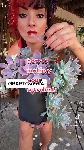Easy Succulent Propagation Methods