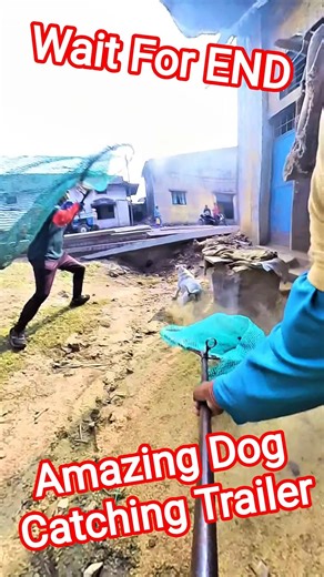 Street Dog Catching Trailer #ytviral #trailer #shorts #pets #dogwithpublicsafety #animals #catch