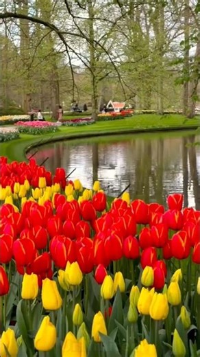 🌷Tulip Season in the Netherlands