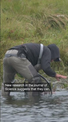 Salmon exposed to any-anxiety drugs more anti-social, risk-prone